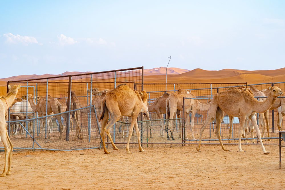 Camel farm