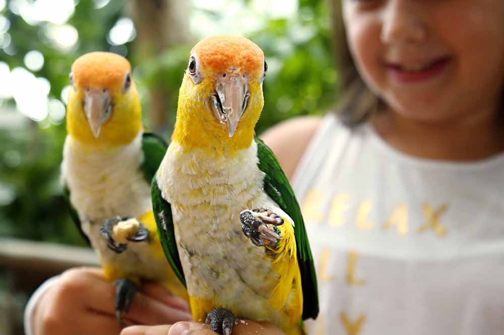 The Green Planet Dubai Bird Encounter