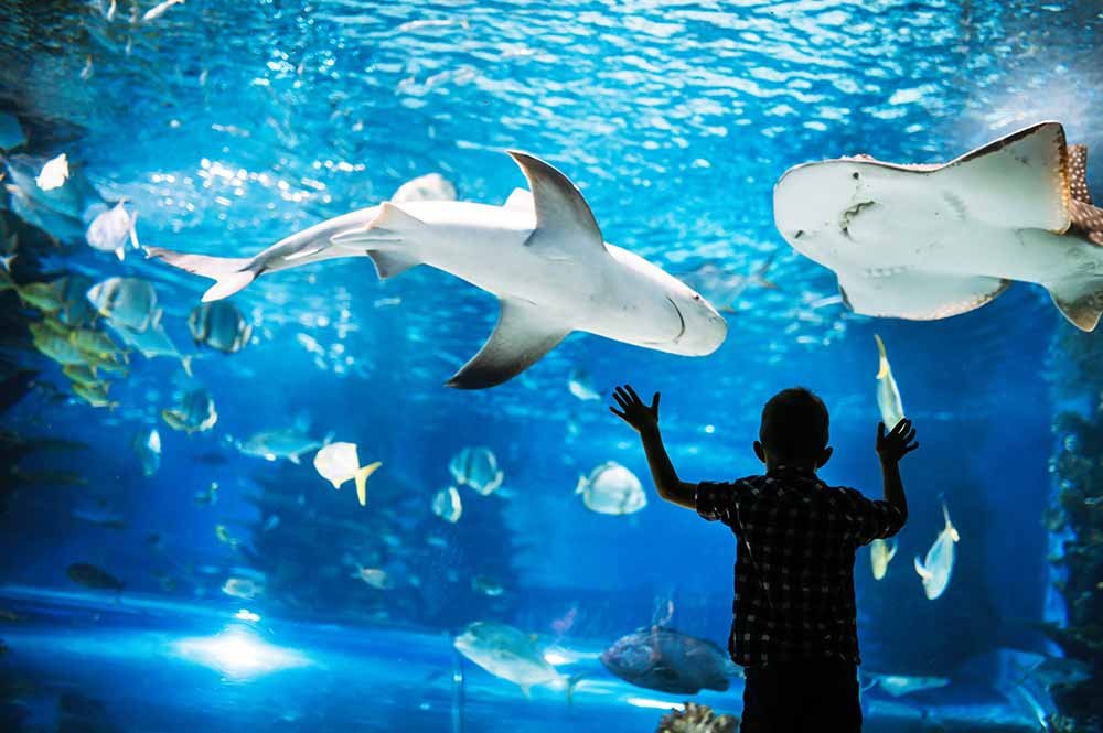 Dubai Mall Aquarium