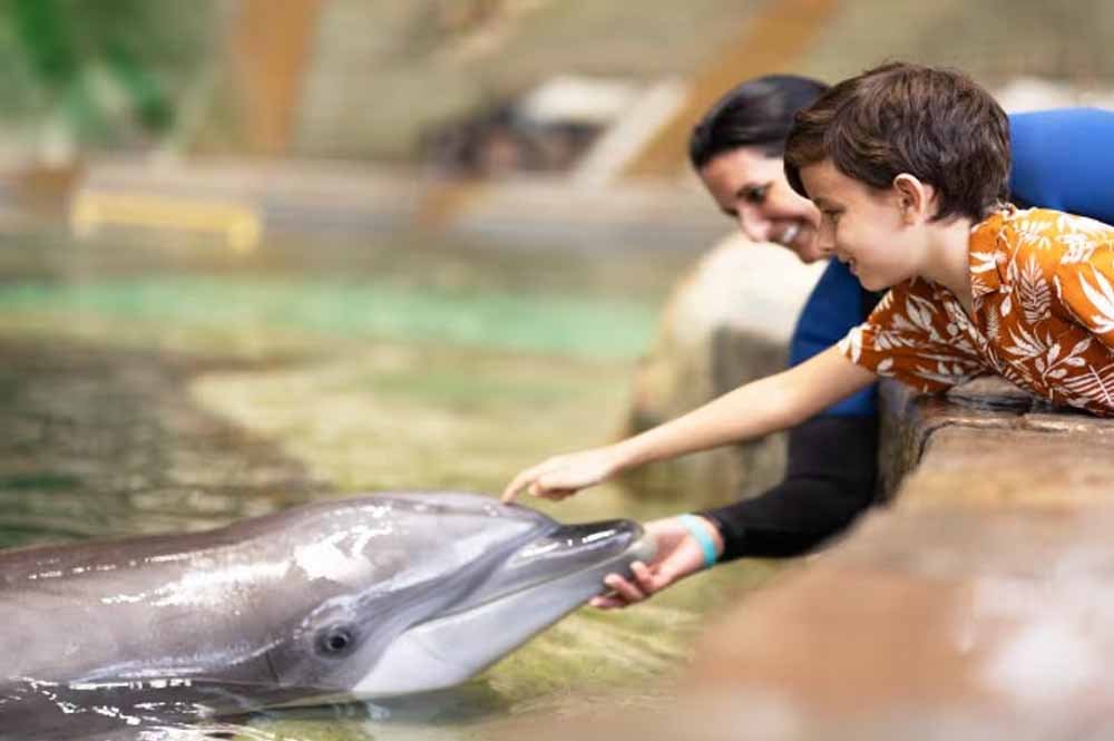 Seaworld Dolphin Ecounter