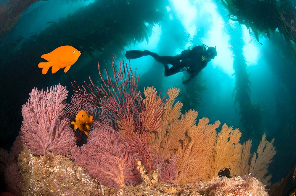 Scuba diving in Dubai gives a closer picture of the colorful underwater marine life