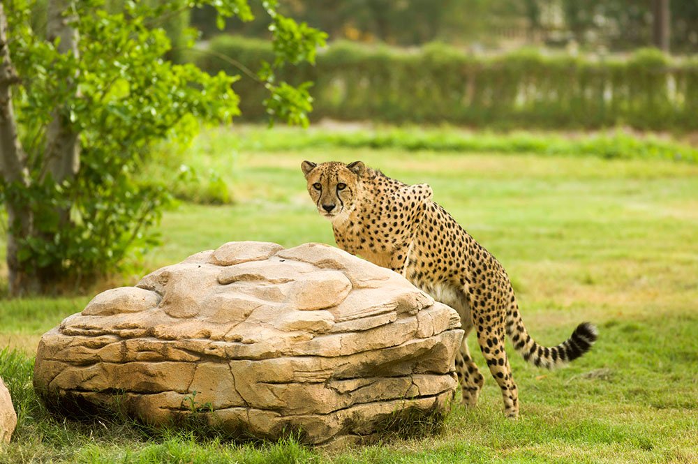 Leopard in Safari Park
