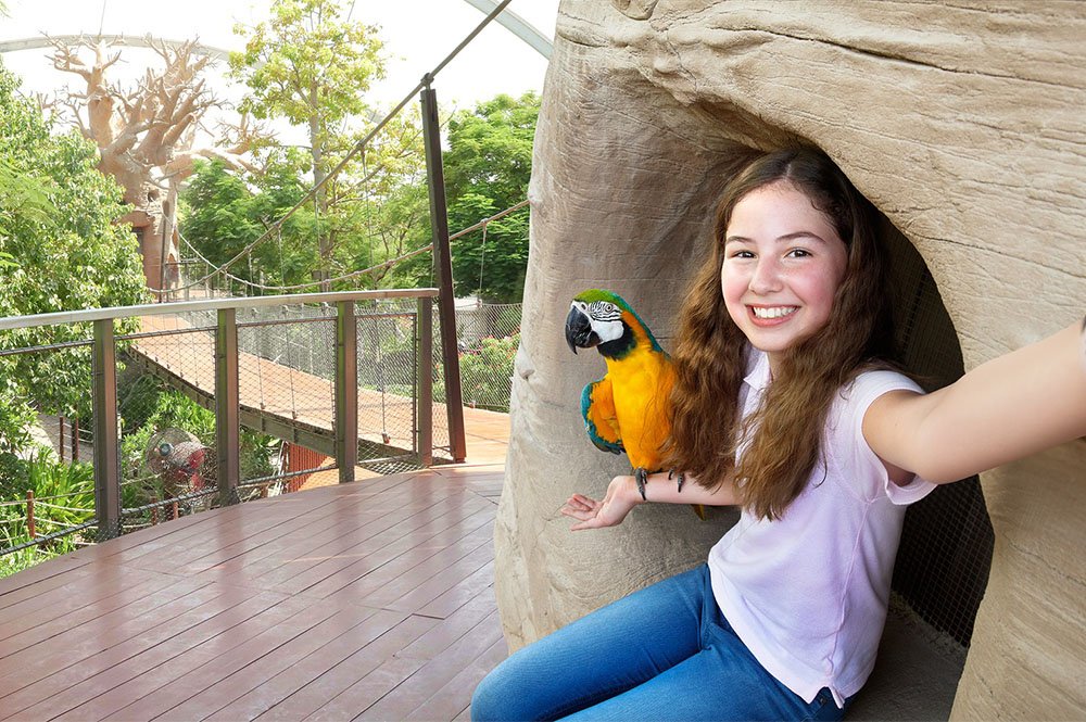 See colorful birds at the Safari Park in Dubai