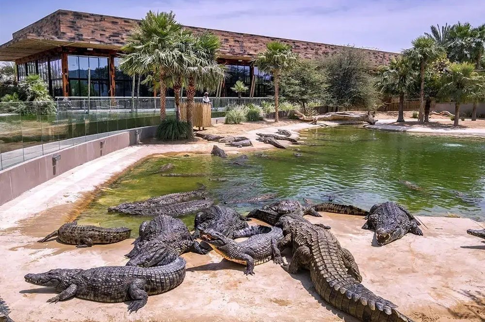 Meet King Crocs at Dubai Crocodile Park